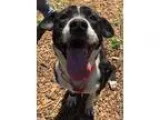 Adopt King-shelter a Border Collie