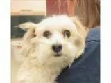 Adopt Abbie a Havanese  Mixed dog in Golden CO (15203875)