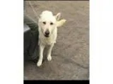Adopt Ace a White German Shepherd German Shepherd Dog