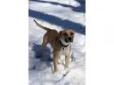Adopt Tecate a Pit Bull Terrier