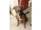 Adopt Sofie a White - with Black Jack Russell Terrier  Beagle  M