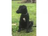 Adopt Clayton a Labrador Retriever