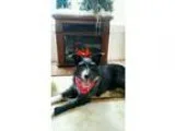 Adopt Phoebe a Pit Bull Terrier Labrador Retriever