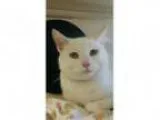 Adopt Tacoma C-- a Domestic Short Hair