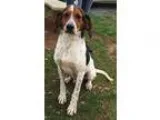 Dylan - Male Domestic Shorthair Mix