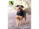 Adopt Mei a Rottweiler  Labrador Retriever  Mixed dog in Salt La