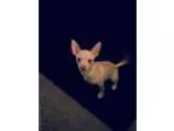Blonde male chihuahua puppy - Price