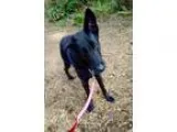 Adopt Grendel a German Shepherd Dog
