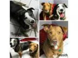 Adopt Twilight and Smooch a TanYellowFawn Border Collie  Labrado