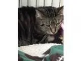 Adopt Tabatha a Domestic Shorthair  Mixed (short coat) cat in Wi