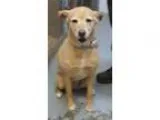 Adopt KiaAMAZING GIRL a Labrador Retriever Golden Retriever