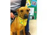 Adopt Lulu a Shepherd Terrier