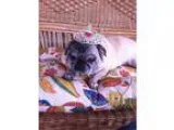 Adopt Mrs a Pug