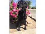 Adopt Gemma a Labrador Retriever Shepherd