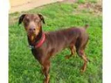 Adopt Turk a Doberman Pinscher
