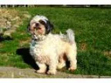 Adopt Pip a White - with Black Shih Tzu  Mixed dog in Pittsburgh