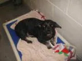Adopt Sierra a Black Cockapoo  Mixed dog in St Helens OR (151835