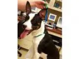 Adopt Chevy a Terrier
