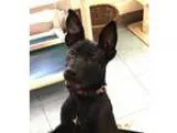 Adopt Millie a German Shepherd Dog Labrador Retriever