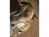 Adopt Beefy a Pit Bull Terrier