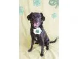 Adopt Maggie a Black Terrier (Unknown Type Small)  Pug  Mixed do