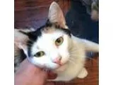 Adopt Greta a Calico or Dilute Calico Domestic Shorthair (short 