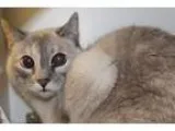 Adopt CONDO 30 MISS KITTY a Cream or Ivory Siamese (short coat) 