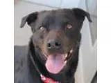 Adopt Daisy a Black Rottweiler  Mixed dog in Wichita KS (1524916