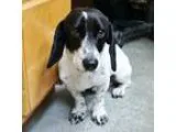 Adopt Lucas a Basset Hound  Dachshund  Mixed dog in LaHarpe KS (