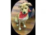 Adopt Thumper a German Shepherd Dog