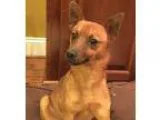 Adopt Eli in RI a Miniature Pinscher  Mixed dog in Providence RI