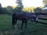 Gelding For Sales