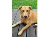 Adopt Boyd a RedGoldenOrangeCh estnut Labrador Retriever  Golden