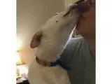 Adopt Ivy a Basenji Corgi