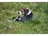 Romeo Male Yorkiepoo puppy for Sale in Ohio