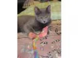 Adopt Anna a Gray or Blue Domestic Mediumhair (medium coat) cat 