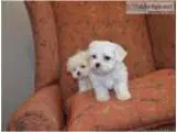Potty Trained Maltese For Rehoming