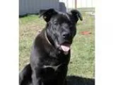 Adopt Zeus a Labrador Retriever