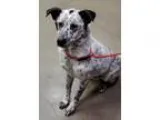 Adopt Donovan a Cattle Dog