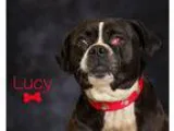 Adopt Lucy a Black - with White Pug  Beagle  Mixed dog in Somers