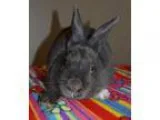 Adopt Oliver a Bunny Rabbit