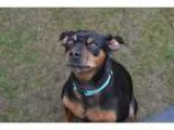 Adopt Rico a Black - with Tan Yellow or Fawn Miniature Pinscher 