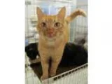 Adopt Simba a Tabby - Orange