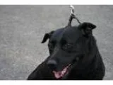 Adopt Rescue Maya a Labrador Retriever