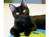 Adopt Ryder Adopted a Domestic Short Hair-black