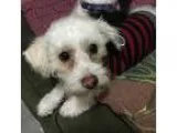 Adopt ZZ a White Poodle (Miniature)  Terrier (Unknown Type