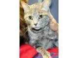 Adopt Gracie a Domestic Short Hair - gray and white