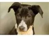 Adopt Rick a Australian Cattle Dog (Blue Heeler)