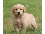 Strong healthy golden retriever pups