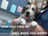 Adopt MARYJANE a Sheltie Shetland Sheepdog Mixed dog in Tulsa O